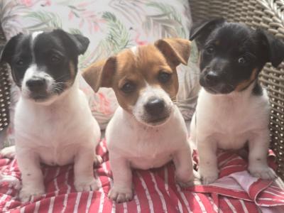Jack Russell puppies in swords dublin