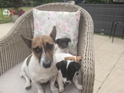 Jack Russell puppies in swords dublin