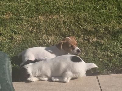 Jack Russell puppies in swords dublin
