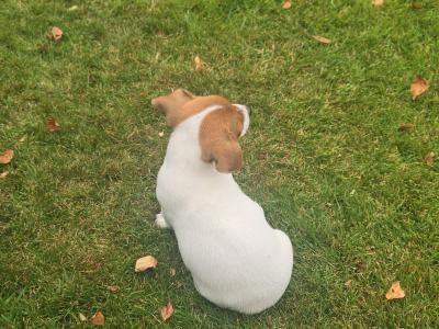 Jack Russell puppies in swords dublin