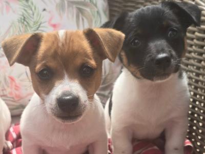 Jack Russell puppies in swords dublin