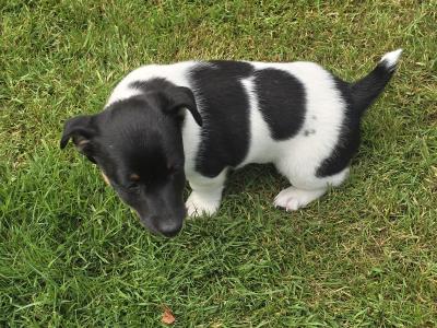 Jack Russell puppies in swords dublin