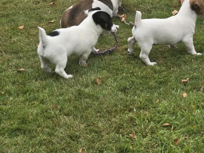 Jack Russell puppies in swords dublin