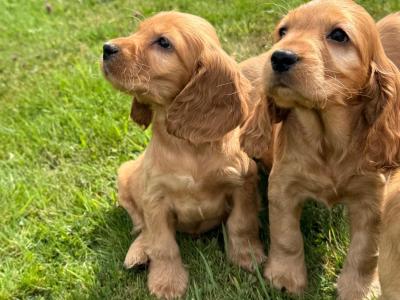 Cocker Spaniel puppies in Meath