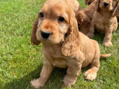 Cocker Spaniel puppies in Meath