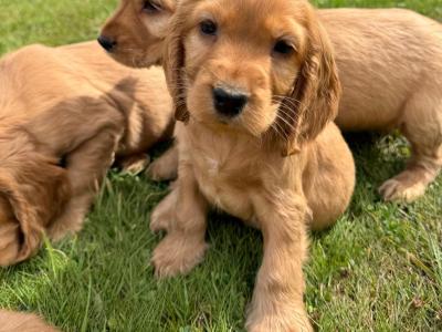 Cocker Spaniel puppies in Meath