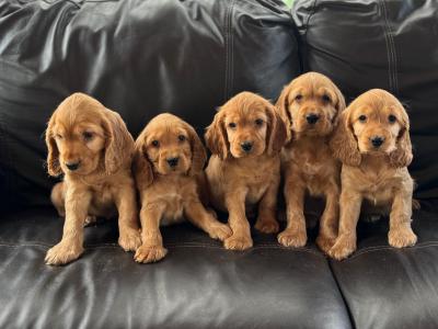 Cocker Spaniel puppies in Meath