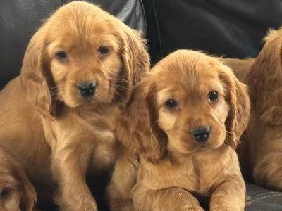 Cocker Spaniel puppies in Meath