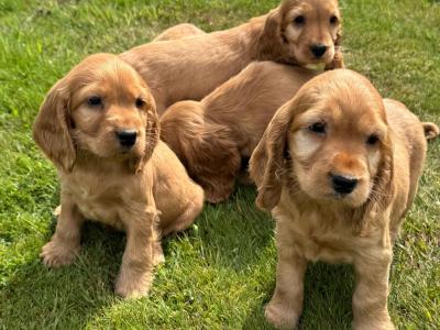 Cocker Spaniel puppies in Meath