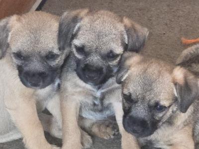 Two Border Terrier girls available and 1 boy became available  also