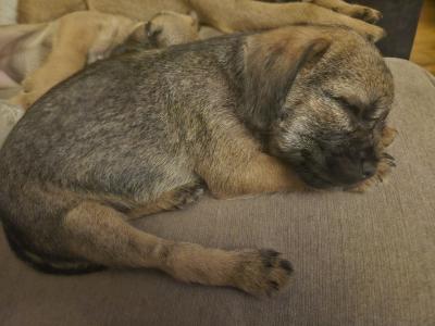 Two Border Terrier girls available and 1 boy became available  also