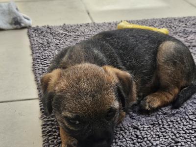 Two Border Terrier girls available and 1 boy became available  also