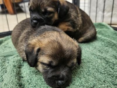 Two Border Terrier girls available and 1 boy became available  also