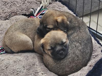 Two Border Terrier girls available and 1 boy became available  also
