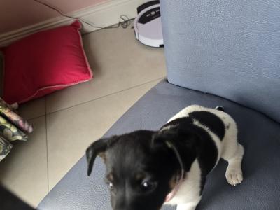 Jack Russell puppies in swords dublin