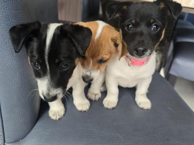 Jack Russell puppies in swords dublin