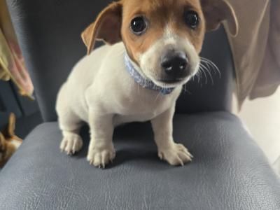 Jack Russell puppies in swords dublin