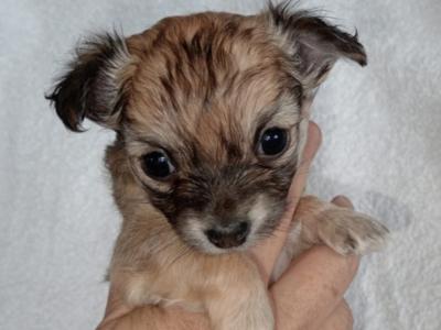 Long Haired Chihuahua puppies for sale in Cork