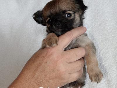 Long Haired Chihuahua puppies for sale in Cork