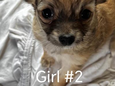 Long Haired Chihuahua puppies for sale in Cork