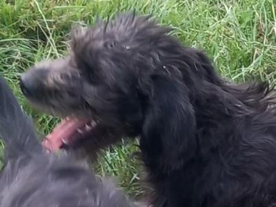 Goldendoodle x Irish Doodle puppies in Tipperary