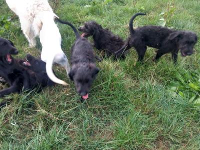 Goldendoodle x Irish Doodle puppies in Tipperary