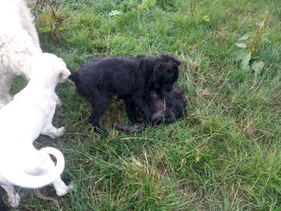 Goldendoodle x Irish Doodle puppies in Tipperary