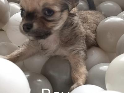 Long Haired Chihuahua puppies for sale in Cork