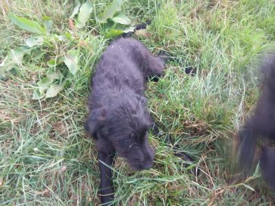 Goldendoodle x Irish Doodle puppies in Tipperary