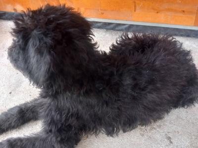Goldendoodle x Irish Doodle puppies in Tipperary