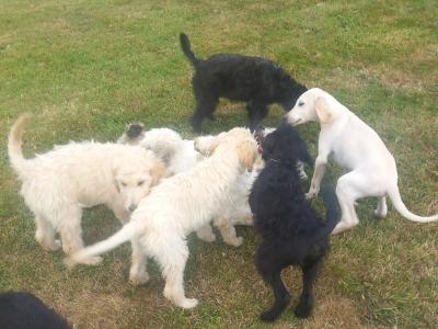 Goldendoodle x Irish Doodle puppies in Tipperary