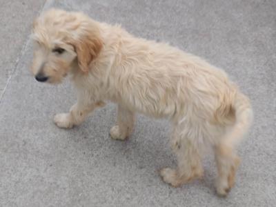 Goldendoodle x Irish Doodle puppies in Tipperary