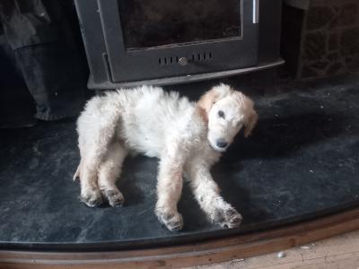 Goldendoodle x Irish Doodle puppies in Tipperary
