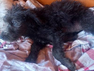 Goldendoodle x Irish Doodle puppies in Tipperary