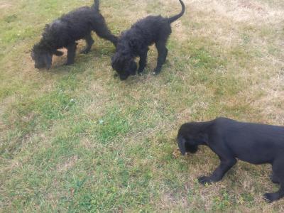 Goldendoodle x Irish Doodle puppies in Tipperary