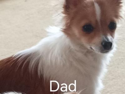 Long Haired Chihuahua puppies for sale in Cork