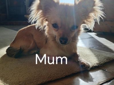 Long Haired Chihuahua puppies for sale in Cork