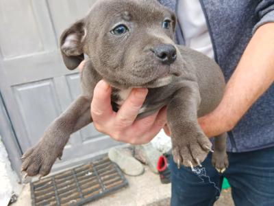 IKC Registered Staffordshire Bull Terrier puppies for sale in Tipperary