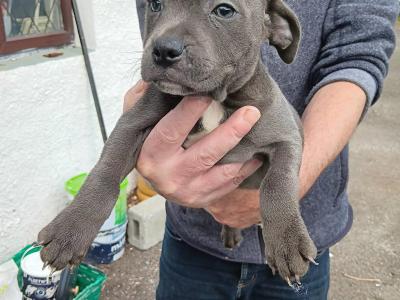 IKC Registered Staffordshire Bull Terrier puppies for sale in Tipperary