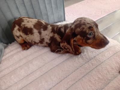 Beautiful miniature Dachshund puppies in Kildare