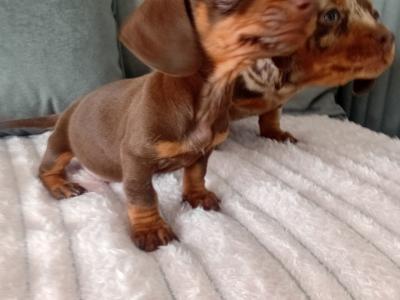 Beautiful miniature Dachshund puppies in Kildare