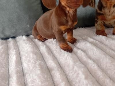 Beautiful miniature Dachshund puppies in Kildare