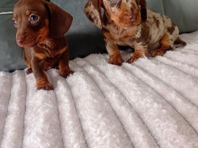 Beautiful miniature Dachshund puppies in Kildare