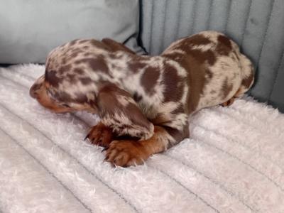 Beautiful miniature Dachshund puppies in Kildare
