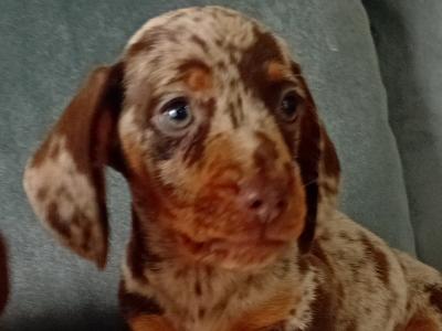 Beautiful miniature Dachshund puppies in Kildare