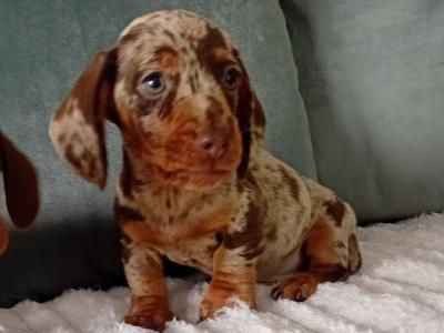 Beautiful miniature Dachshund puppies in Kildare