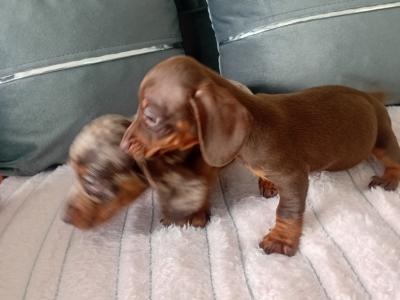 Beautiful miniature Dachshund puppies in Kildare