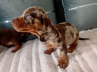 Beautiful miniature Dachshund puppies in Kildare