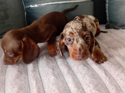 Beautiful miniature Dachshund puppies in Kildare