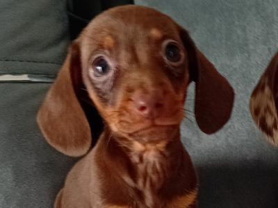 Beautiful miniature Dachshund puppies in Kildare